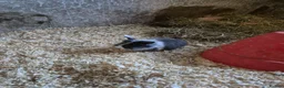 Mixed Breed rabbits for sale: Baby rabbits for sale - Advert 8