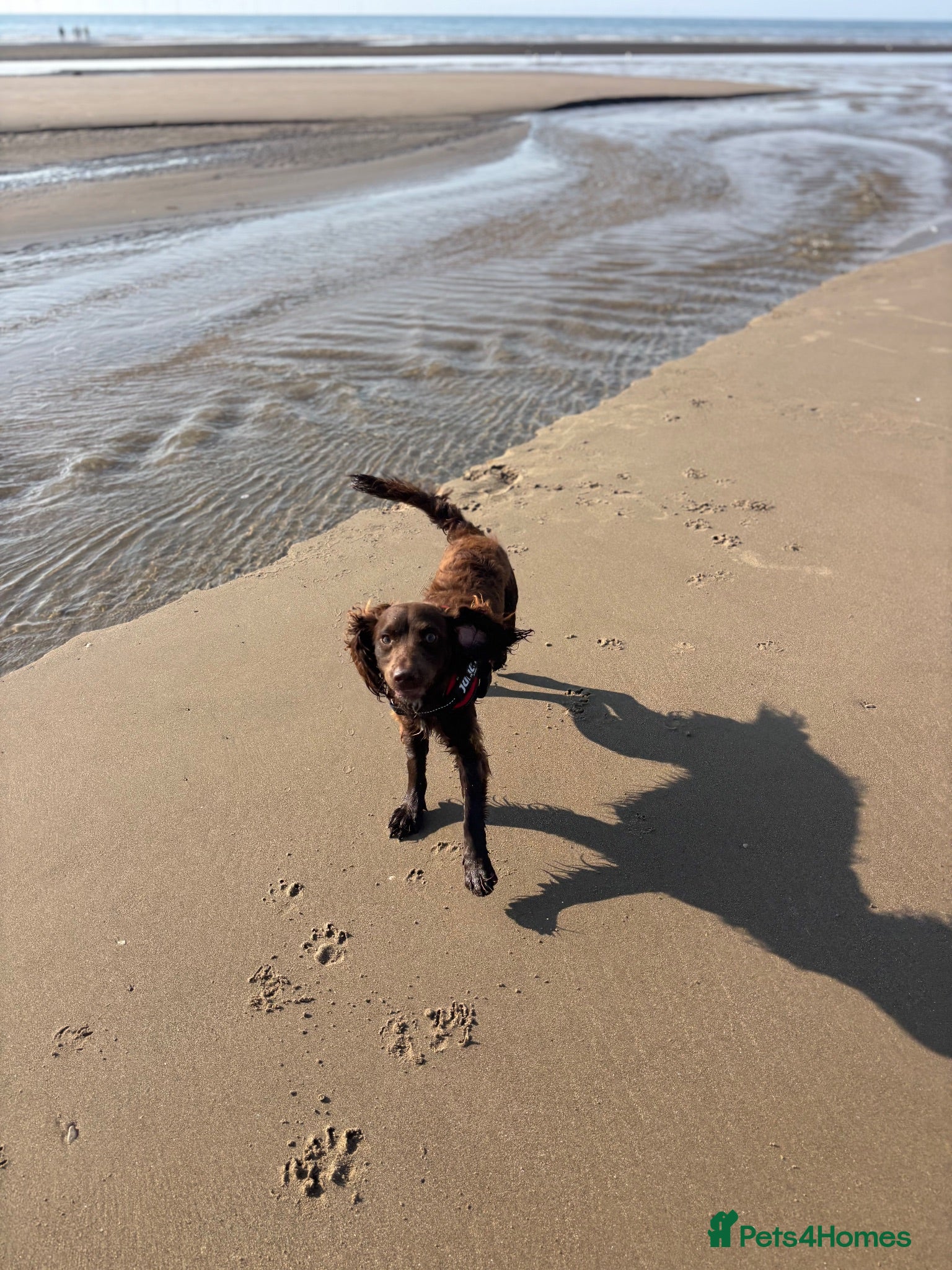 Cockapoo dogs Dougie the cocker spaniel - Advert 13