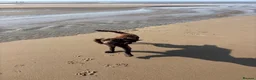 Cockapoo dogs for sale: Dougie the cocker spaniel - Advert 1