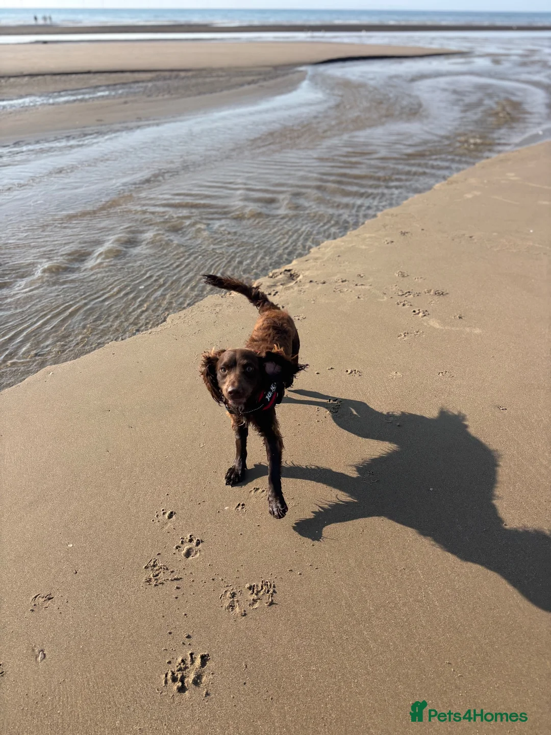 Cockapoo dogs for sale: Dougie the cocker spaniel - Advert 1