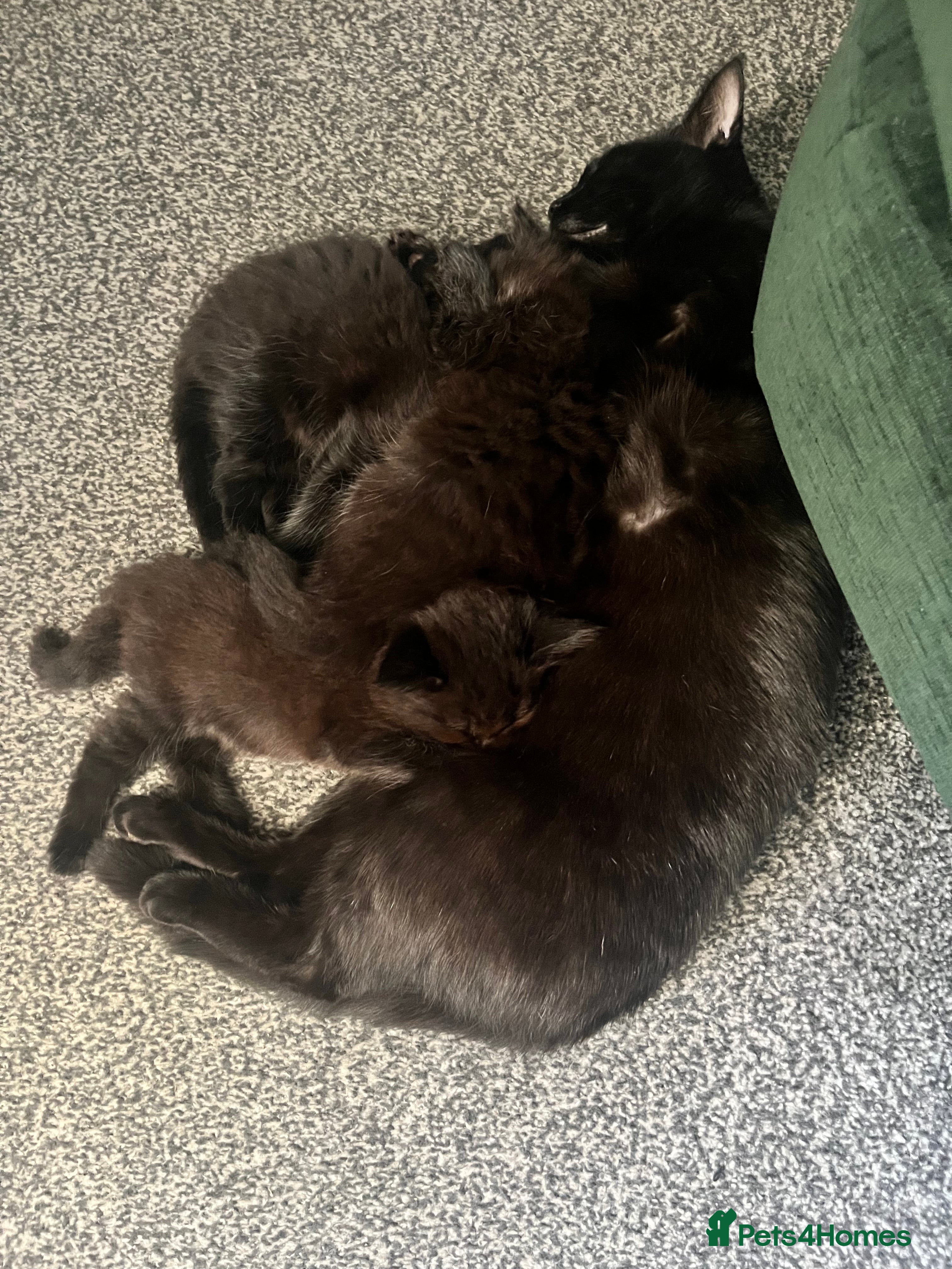 Mixed Breed cats 3 beautiful kitten looking for a loving new home   - Advert 10