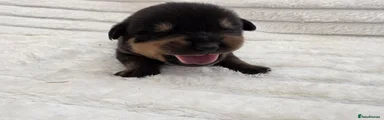 Rottweiler 6