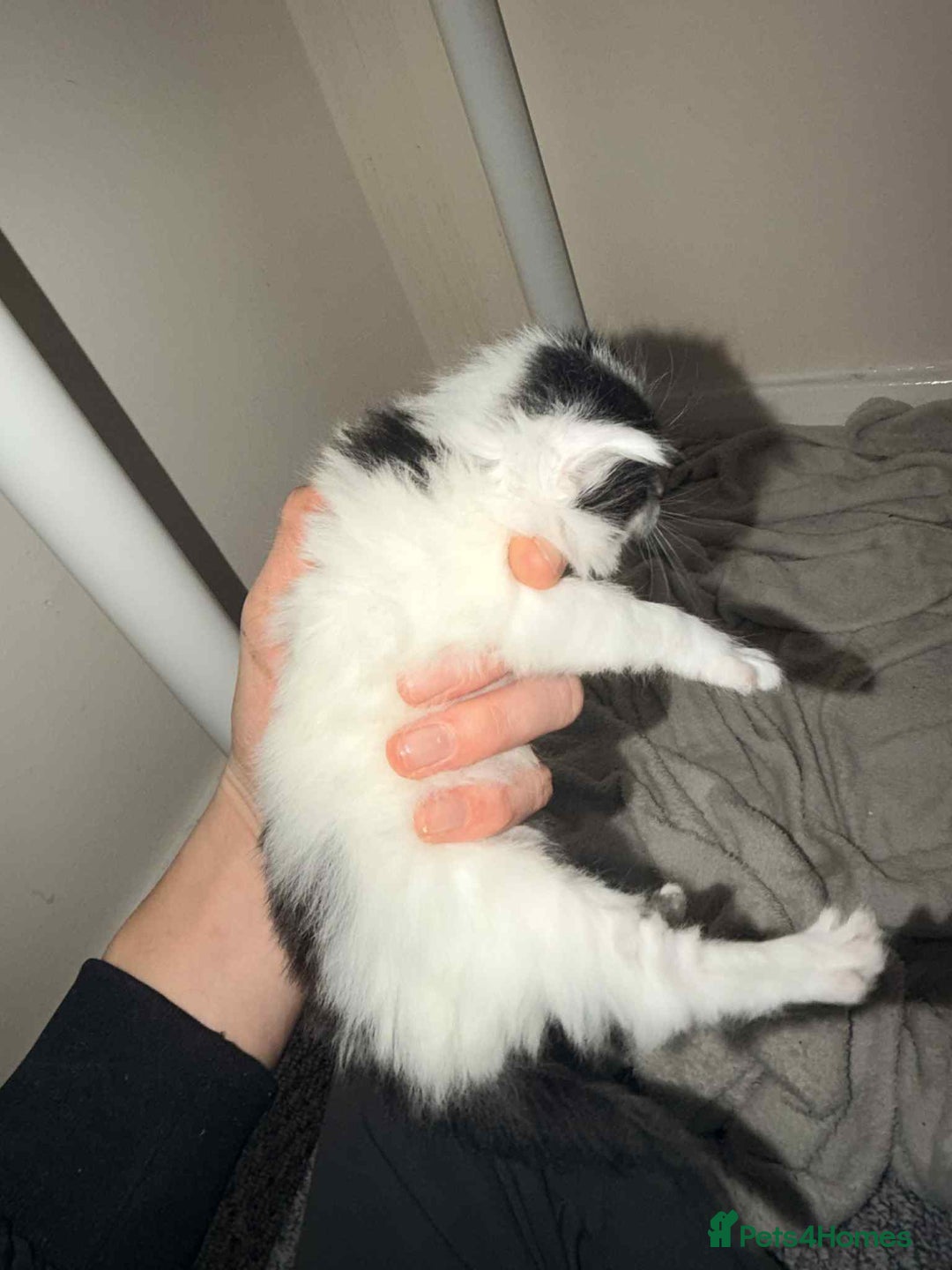 Mixed Breed cats for sale: 4 Stunning kittens  - Advert 4