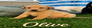 Olive