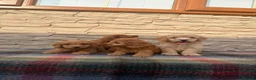 Cockapoo dogs for sale: F1 Cockapoos (council licensed breeder  - Advert 4