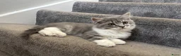 British Longhair cats for sale: Blue & White British Longhair Kitten 🐾  - Advert 4