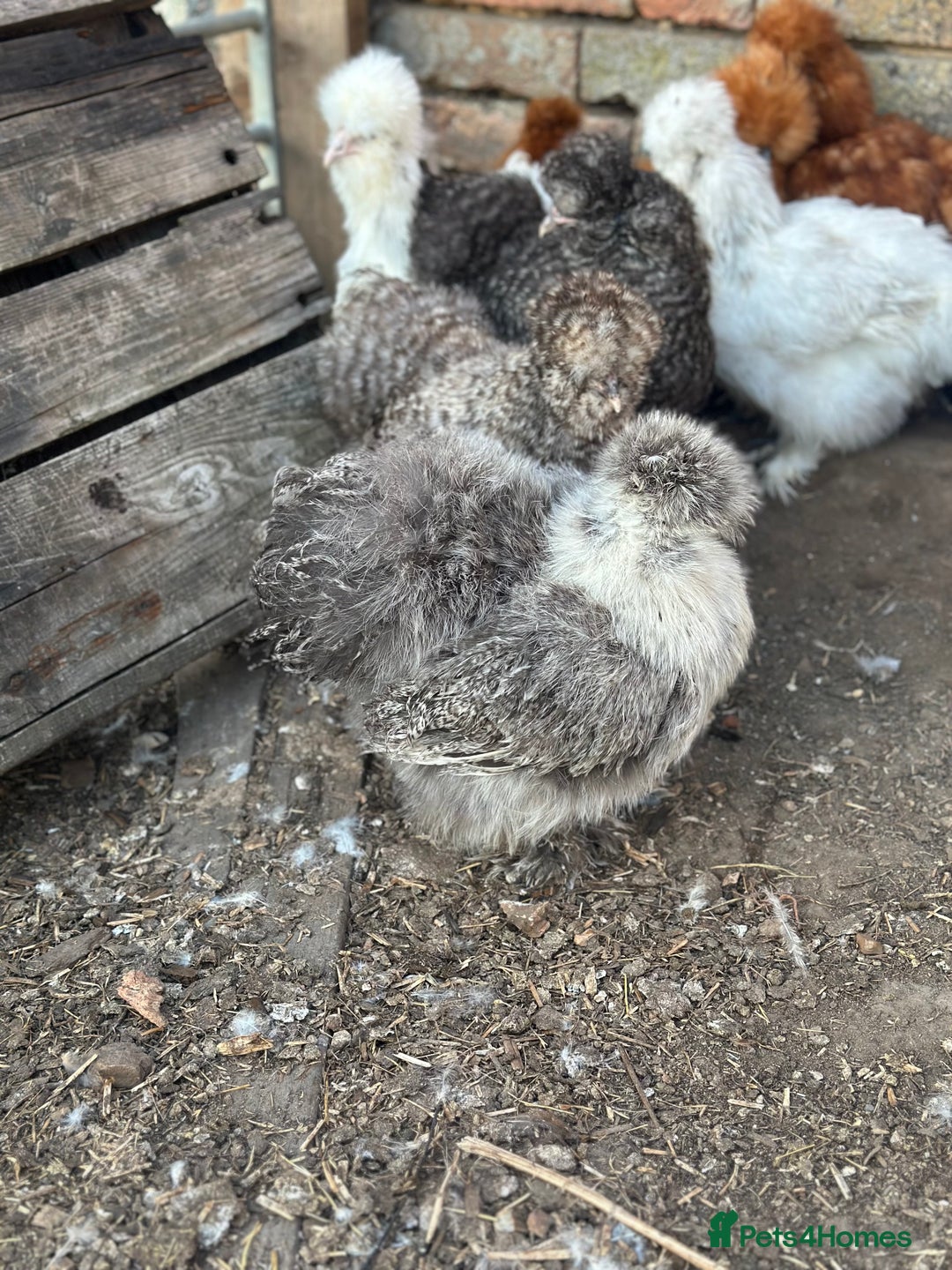 Hens poultry for sale: Beautiful coloured silkie hens point of lay/pullet - Image 10