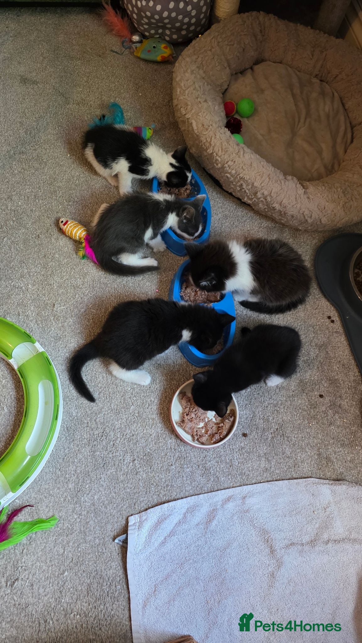 Mixed Breed cats 3 gorgeous kittens ready to be reserved - Advert 1
