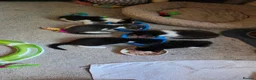 Mixed Breed cats for sale: 3 gorgeous kittens ready to be reserved - Advert 1