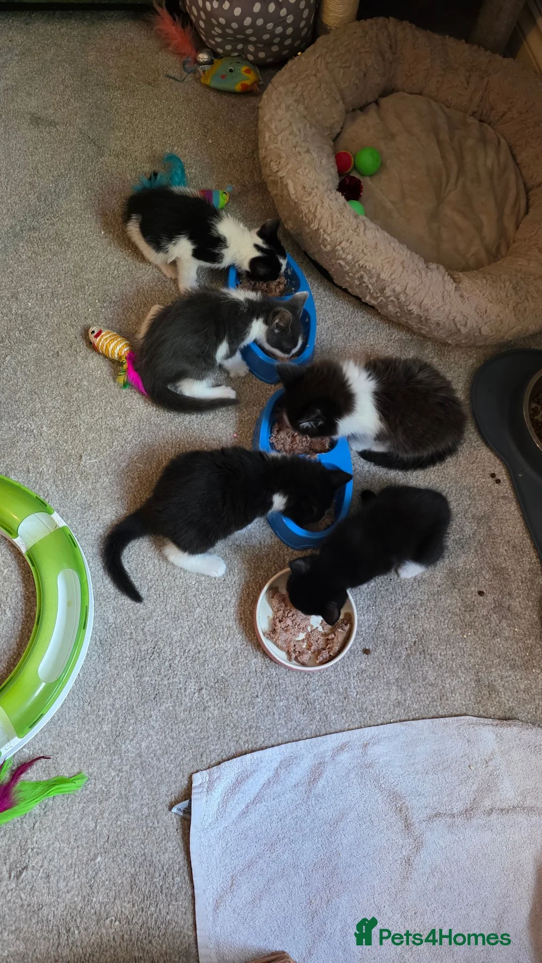 Mixed Breed cats for sale: 3 gorgeous kittens ready to be reserved - Advert 1