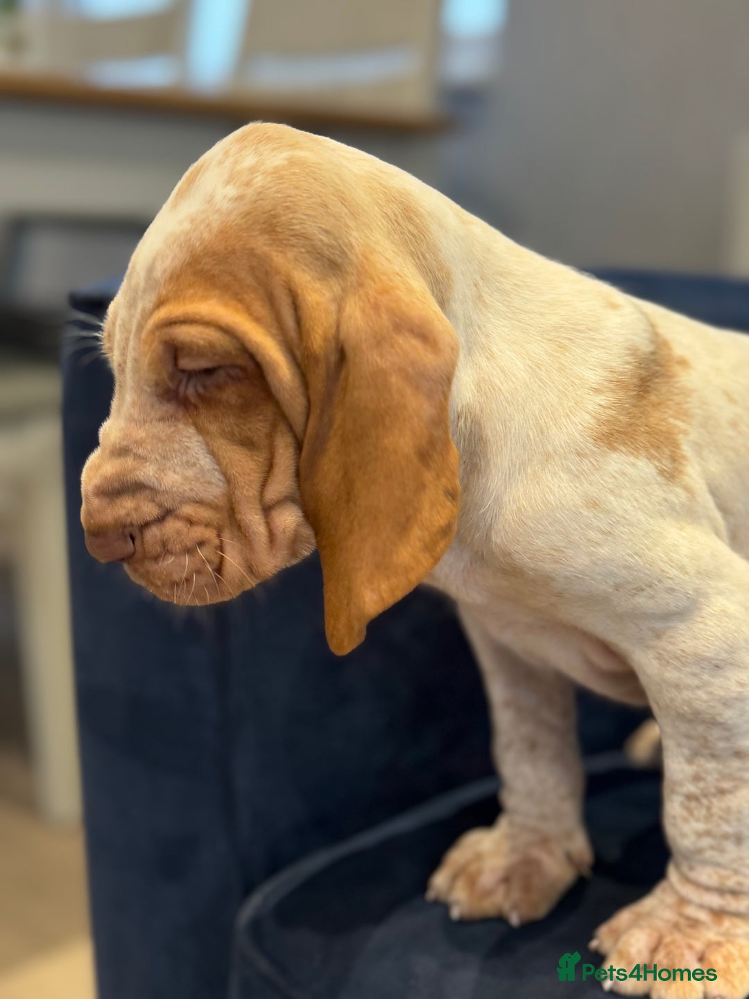 Bracco Italiano dogs for sale: KC TOP QUALITY BRACCO PUP AVAILABLE  - Advert 11