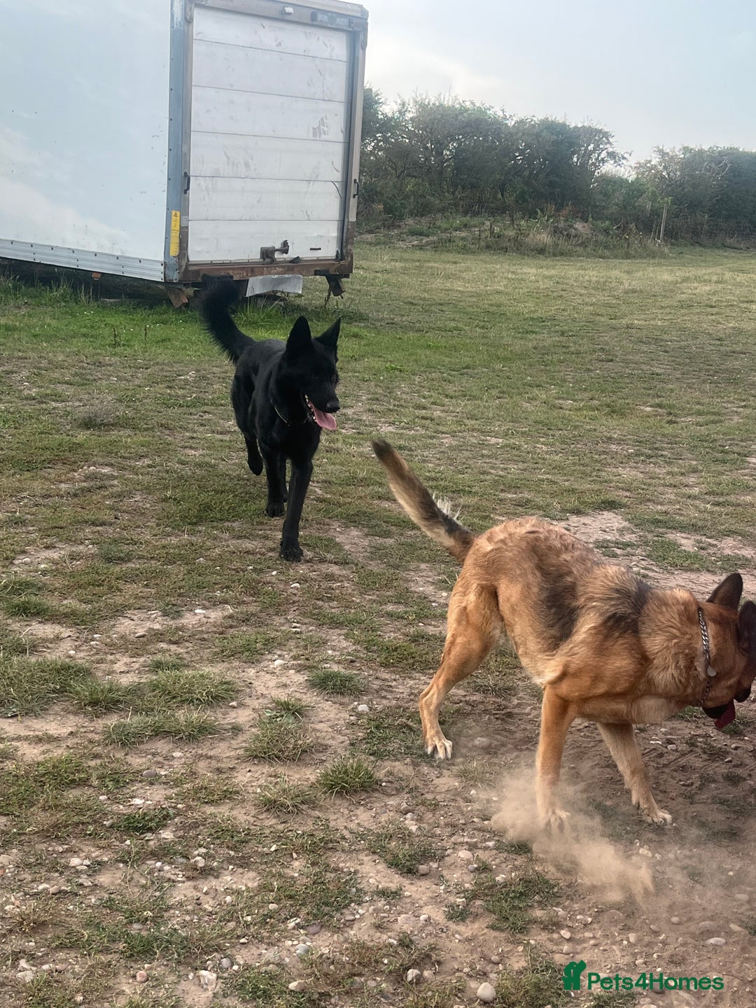 Mixed Breed dogs for sale: German shepherd pups - Advert 22