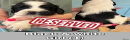 English Springer Spaniel dogs for sale: *5 star licenced breeder* - Springer Spaniel Pups in Braintree - Advert 5