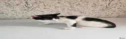 Mixed Breed cats for sale: 2 male kittens 16 weeks old - Advert 9