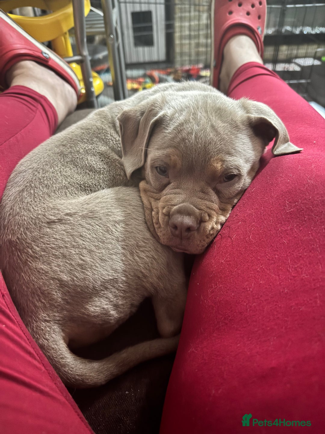 Olde English Bulldogge dogs for sale: Male old English bulldog - Advert 2