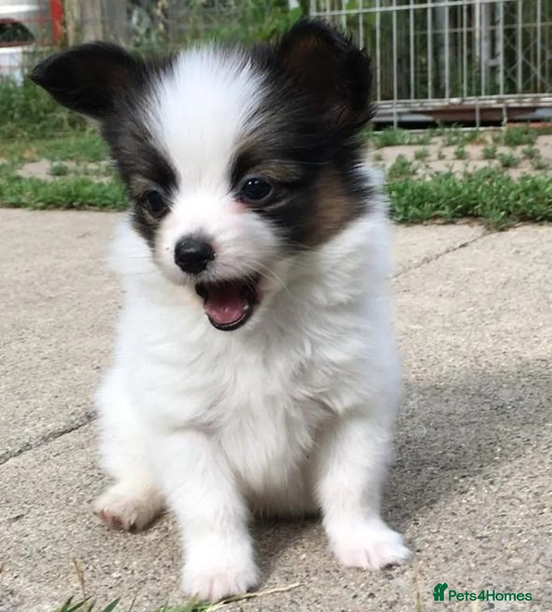 Papillon dogs for sale: Exquisite Papillon Puppies with Exceptional Charm in Cardiff - Advert 2