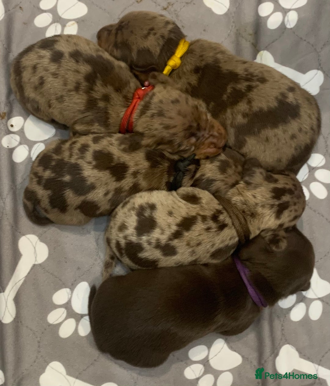 Miniature Dachshund dogs for stud: Miniature dachshund stud in Welling - Advert 12