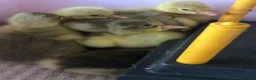 Geese poultry for sale: Day Old Embden Goslings - Advert 3