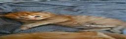Mixed Breed cats for sale: Ginger male kittens - Advert 2