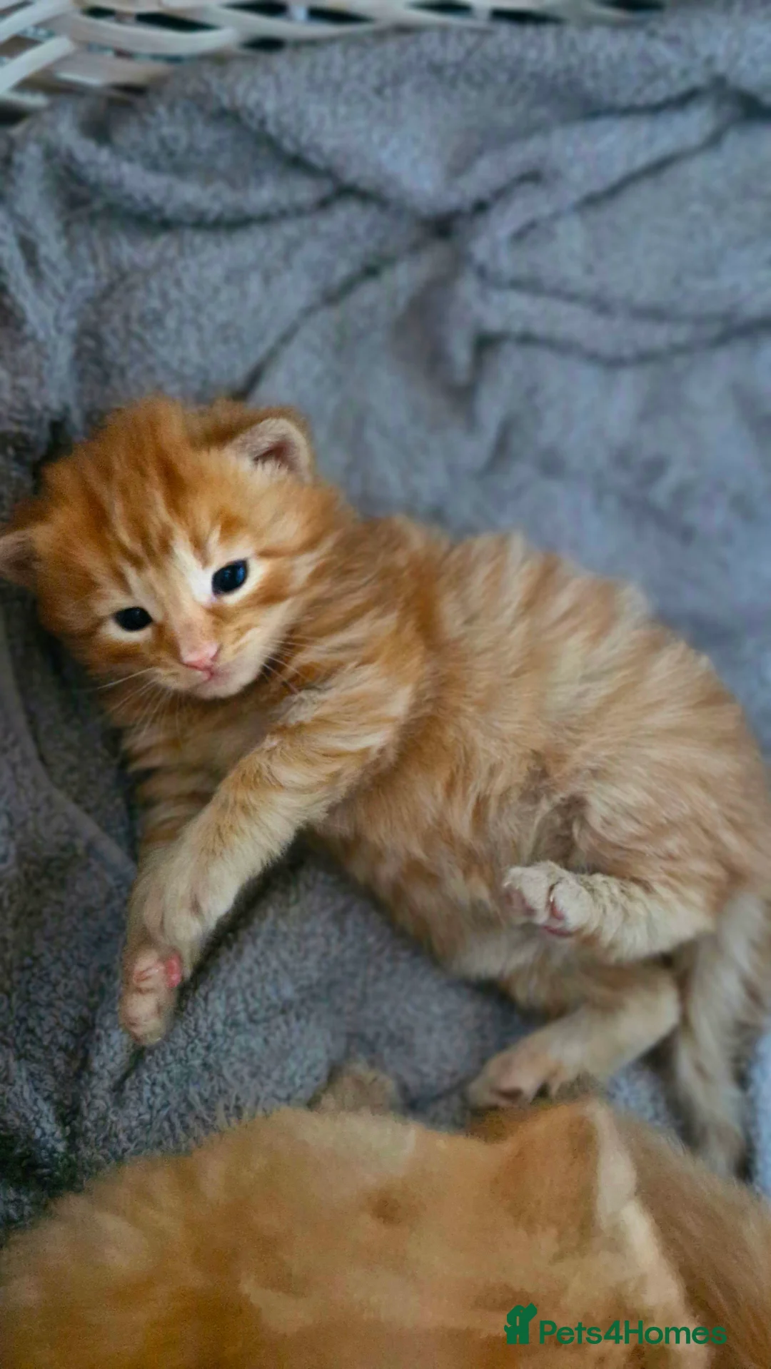Mixed Breed cats for sale: Ginger male kittens - Advert 2
