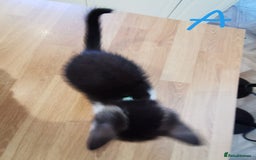 Mixed Breed cats for sale: Beautiful kittens ready now - Image 21