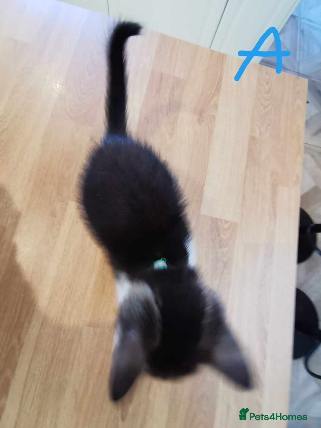 Mixed Breed cats for sale: Beautiful kittens ready now - Image 21