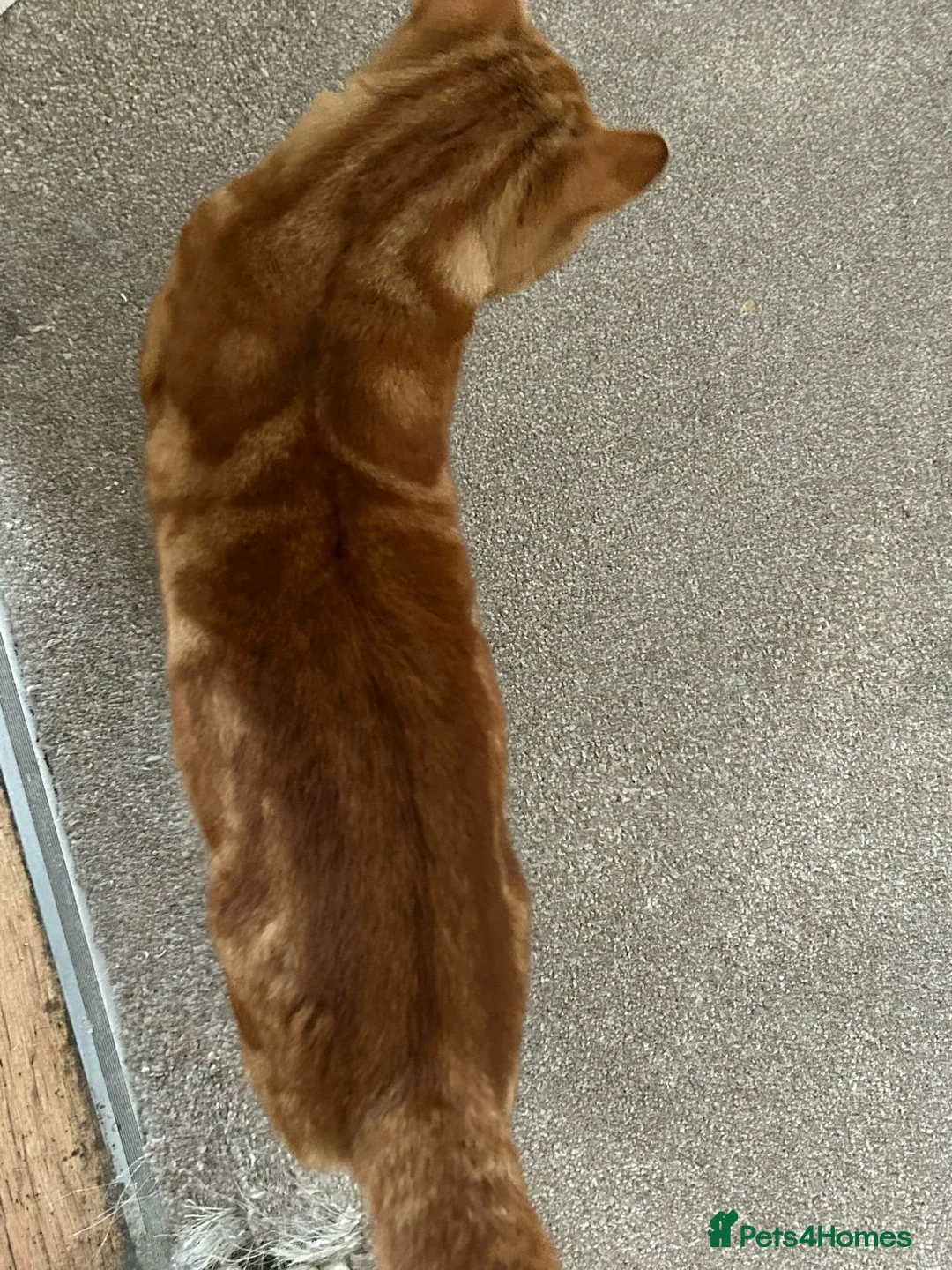 Mixed Breed cats for sale: A 3 year old friendly Rescue Ginger  - Advert 2