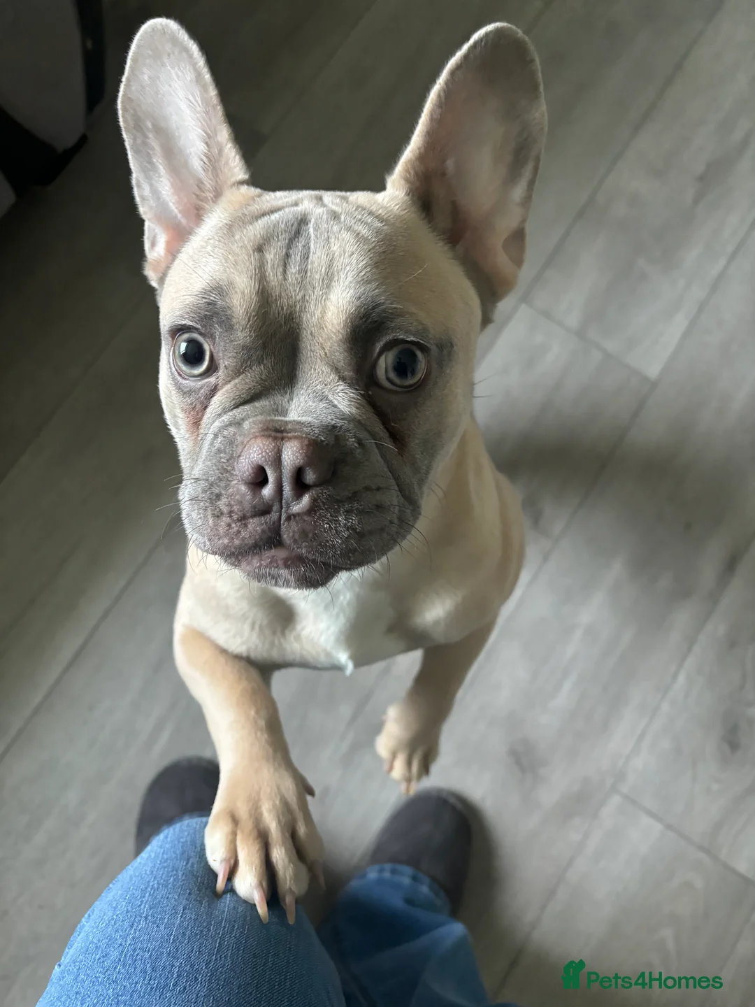French Bulldog dogs for sale: AVAILABLE 6 month old male French bulldog   - Advert 2