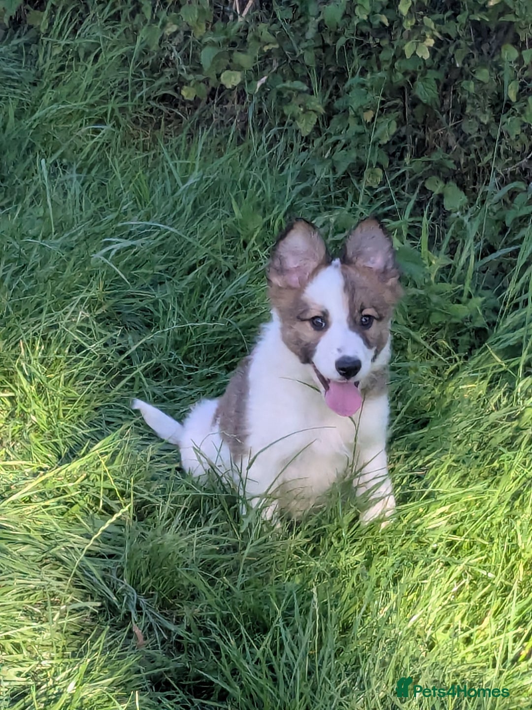 Border Collie dogs for sale: Border Collie Puppies  - Image 1