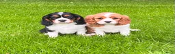 Cavalier King Charles Spaniel dogs for sale: Beautiful cavalier King Charles puppies  - Advert 10