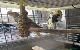 Cockatiels birds for sale: Pair of cockatiels  - Image 2