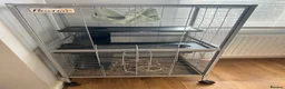 Rat rodents for sale: 2 x female rats  - Advert 3