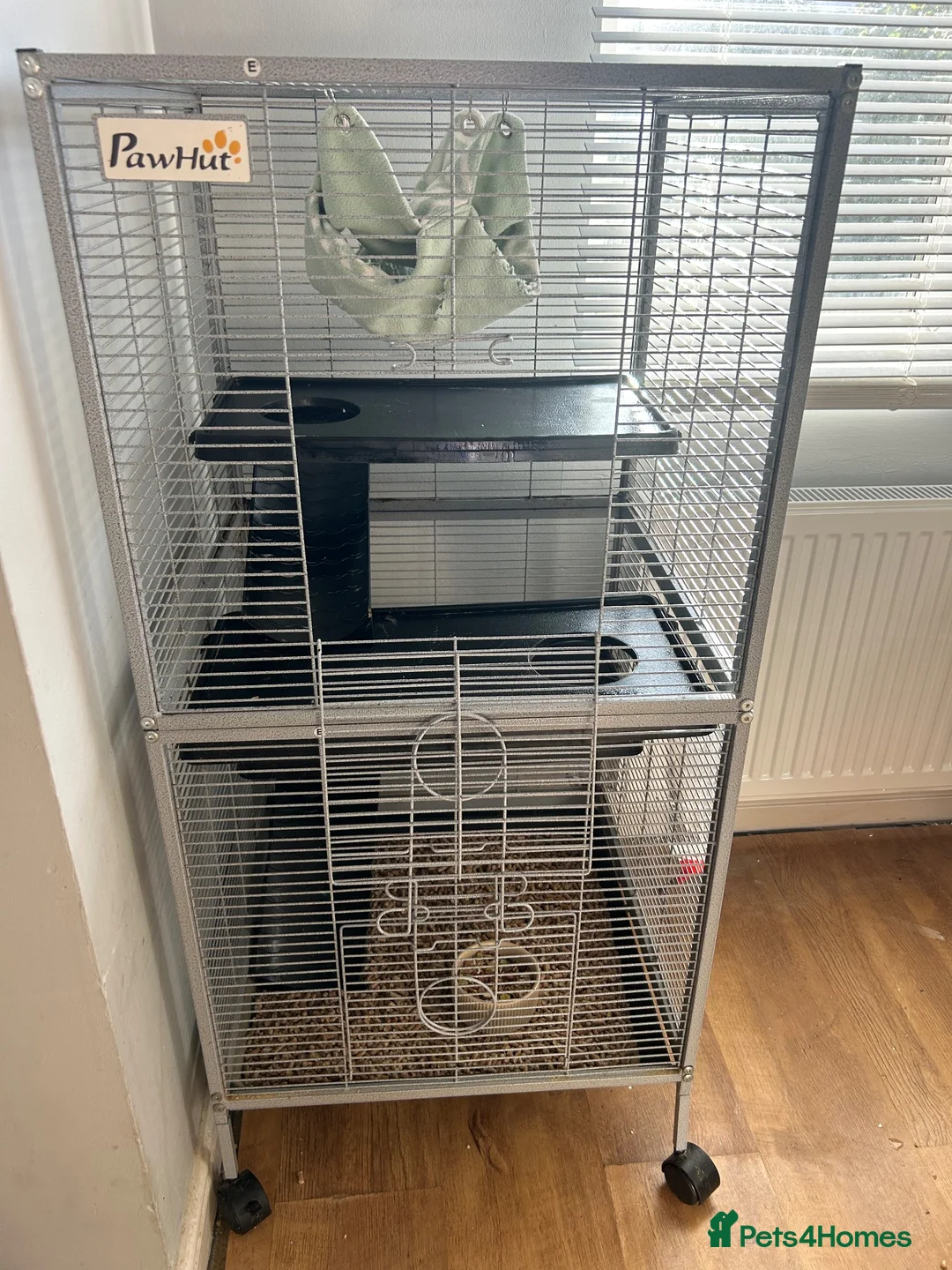 Rat rodents for sale: 2 x female rats  - Advert 3