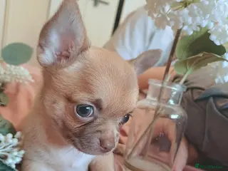 Chihuahua dogs Stunning Chihuahua puppies Seeking Homes! - Advert 2