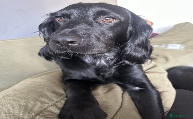 Cocker Spaniel dogs - Advert 1