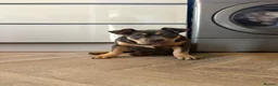 American Bully dogs for sale: Remi pocket bully  in Bristol - Advert 1