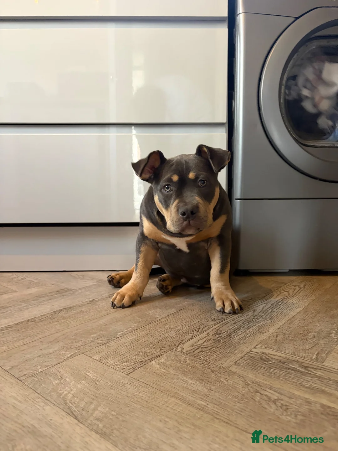 American Bully dogs for sale: Remi pocket bully  in Bristol - Advert 1