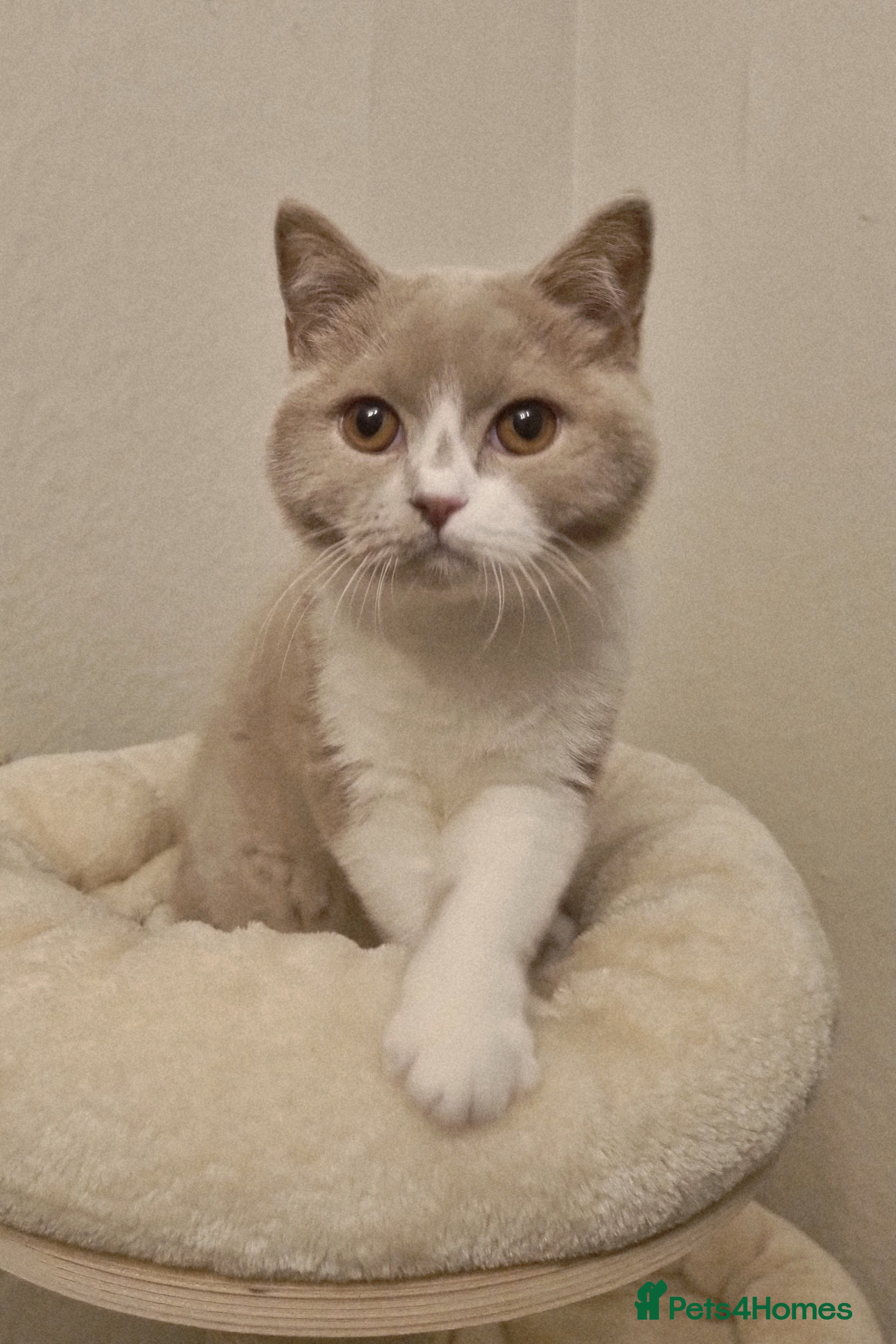British Shorthair cats *Reduced* Fawn Bicolour Female - Spayed/Neutered - Advert 2