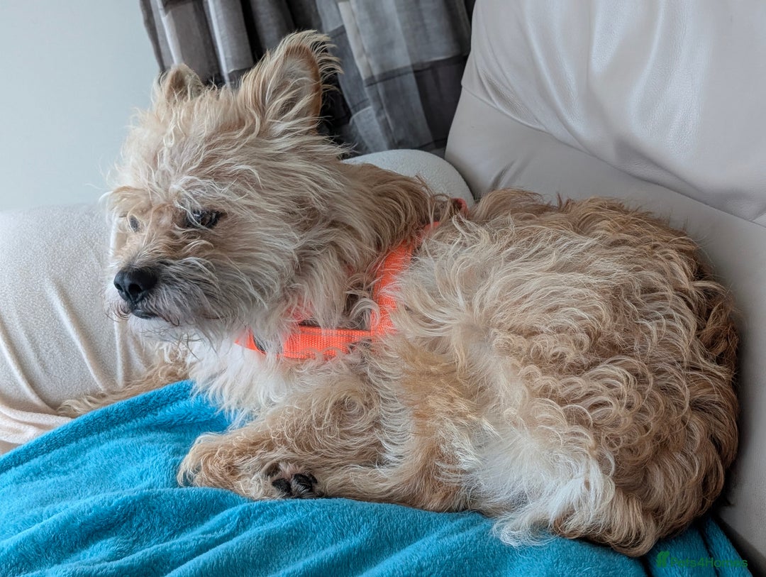 Mixed Breed dogs for adoption: Milo, a friendly young boy.  - Advert 2