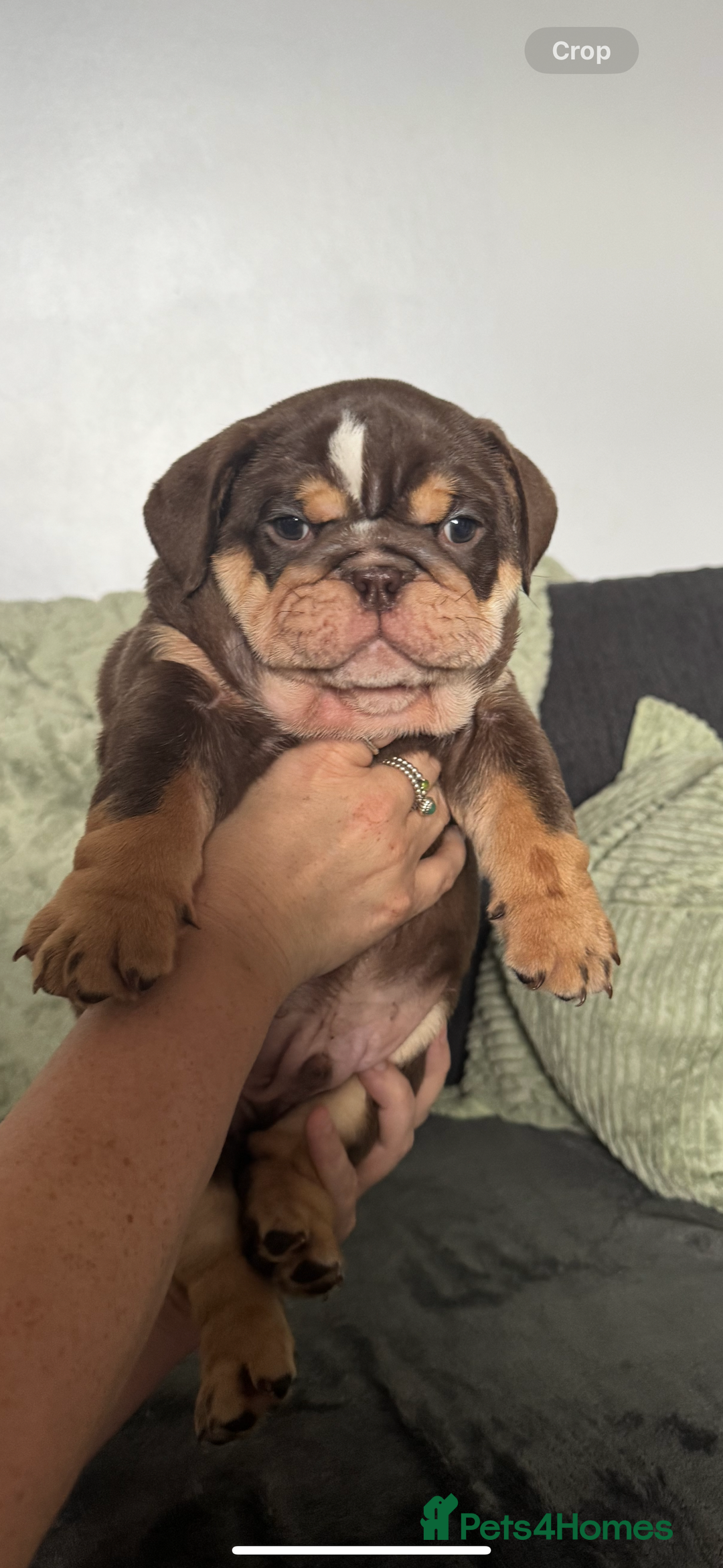 English Bulldog dogs for sale: 🔥READY TO LEAVE🔥 REDUCED🔥 - Image 24