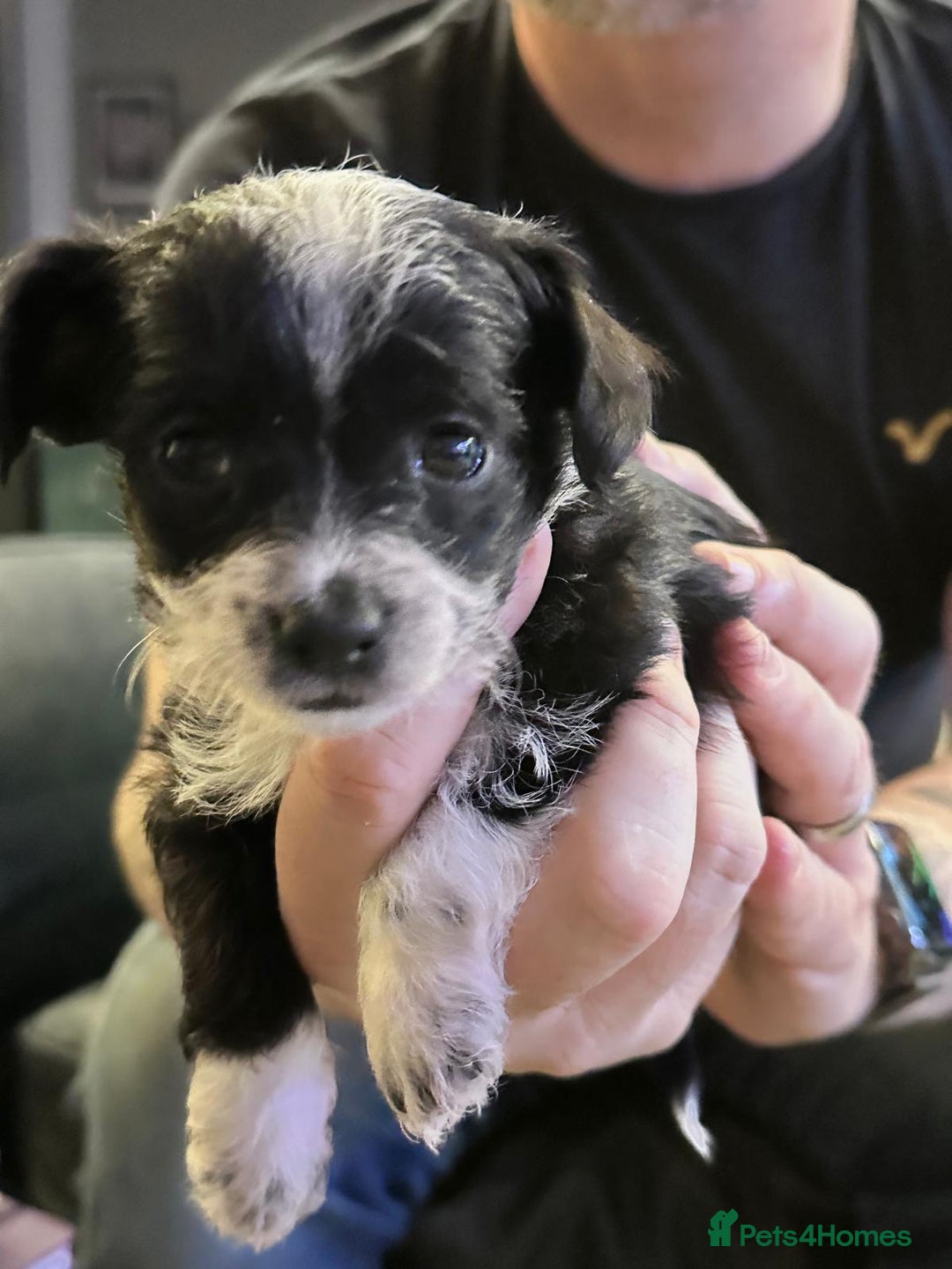 Chipoo dogs for sale: Chihuahua toy poo cross - Advert 5