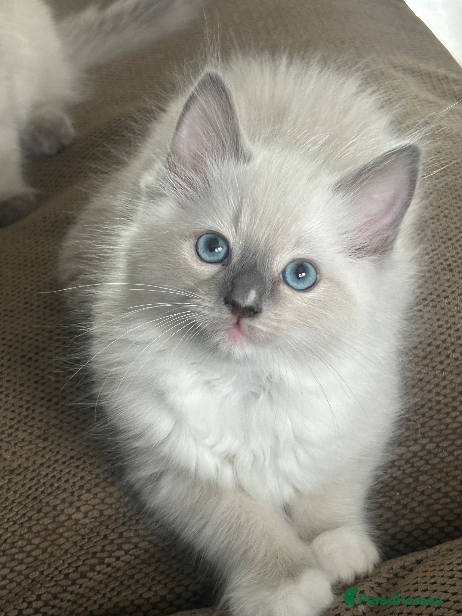 Ragdoll cats GCCF Registered Ragdoll Kittens - Advert 1