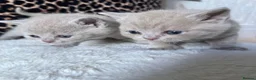 British Shorthair cats for stud: MALE LILAC STUD CAT💙 - Advert 5