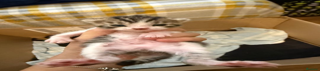 Domestic Shorthair Kitten 4