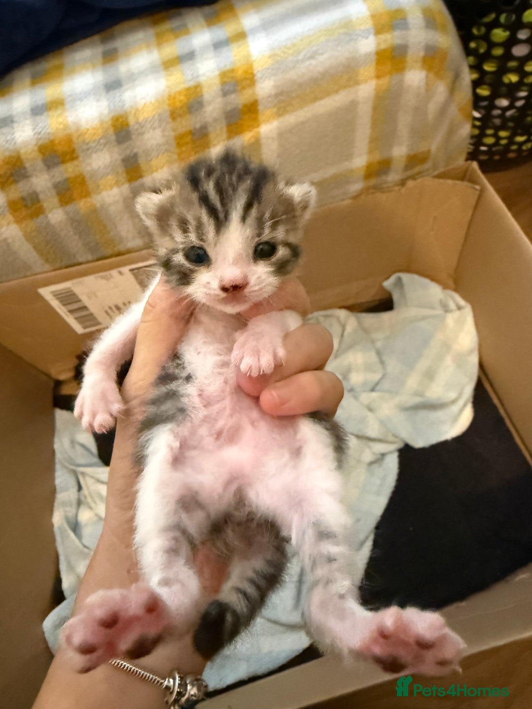 Domestic Shorthair cats for sale: Domestic Shorthair - Image 15