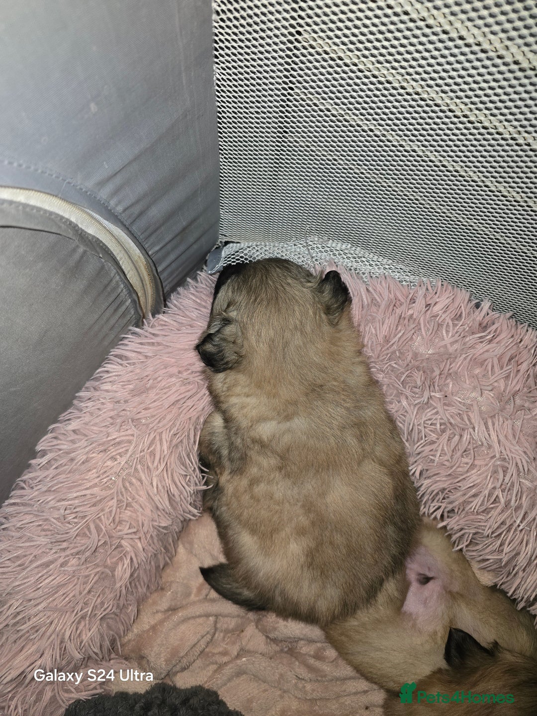 Mixed Breed dogs for sale: Pomspitz puppies  - Advert 4