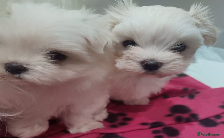 Maltese dogs - Advert 17