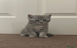 British Shorthair cats for sale: British Shorthair Male blue kitten.  - Image 12