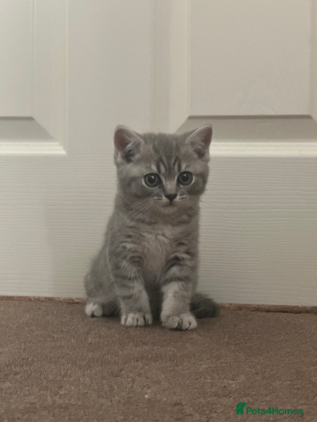 British Shorthair cats for sale: British Shorthair Male blue kitten.  - Image 12