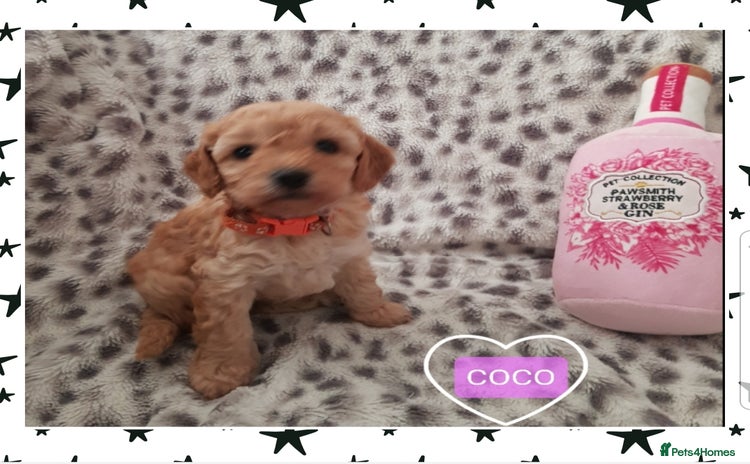 Cavapoo dogs - Advert 3